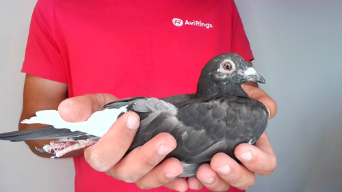 Pigeon image