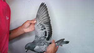 Pigeon image