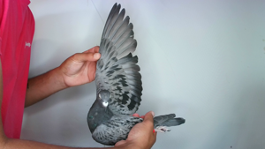 Pigeon image