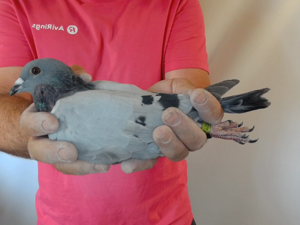 Pigeon image