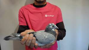 Pigeon image