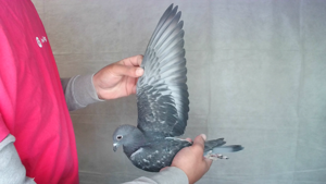 Pigeon image