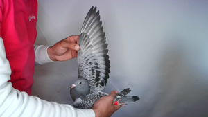 Pigeon image