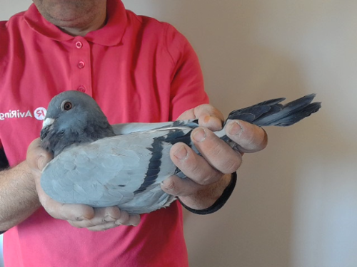 Pigeon image