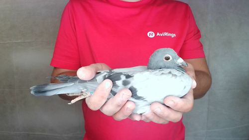 Pigeon image