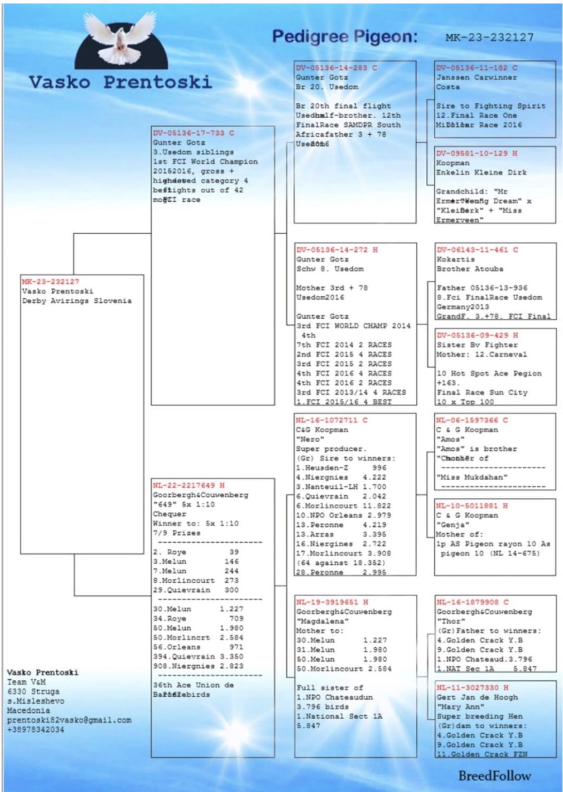 Pigeon pedigree image