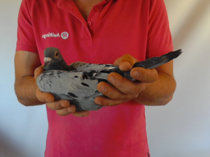 Pigeon image