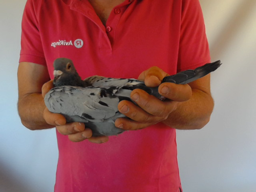 Pigeon image