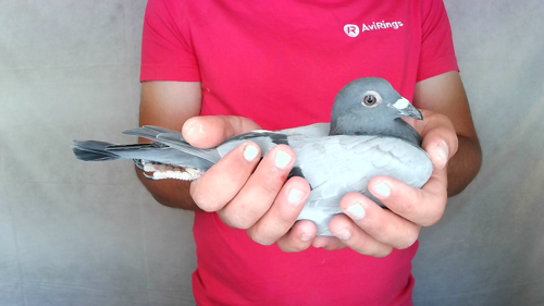 Pigeon image