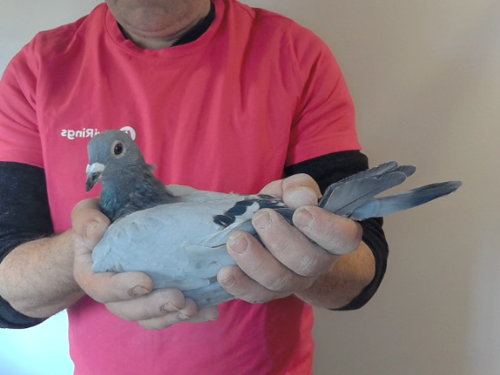 Pigeon image