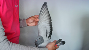 Pigeon image