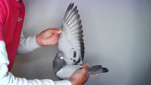 Pigeon image