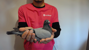 Pigeon image