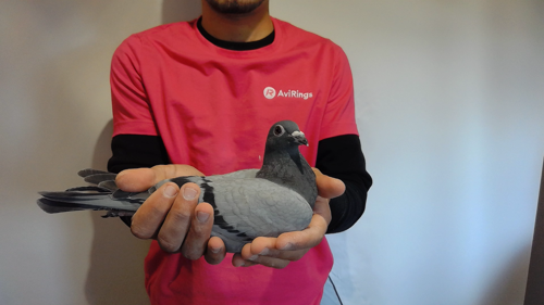 Pigeon image