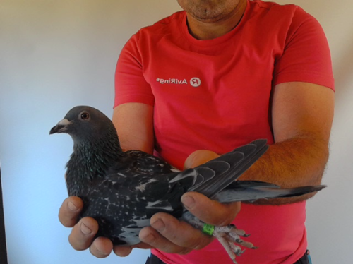 Pigeon image