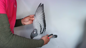 Pigeon image