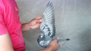 Pigeon image