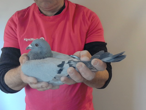 Pigeon image