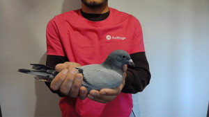 Pigeon image