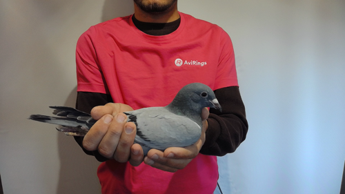 Pigeon image