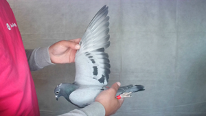 Pigeon image
