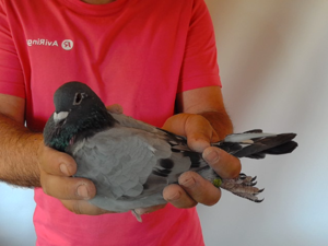Pigeon image