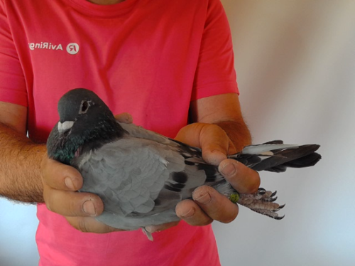 Pigeon image