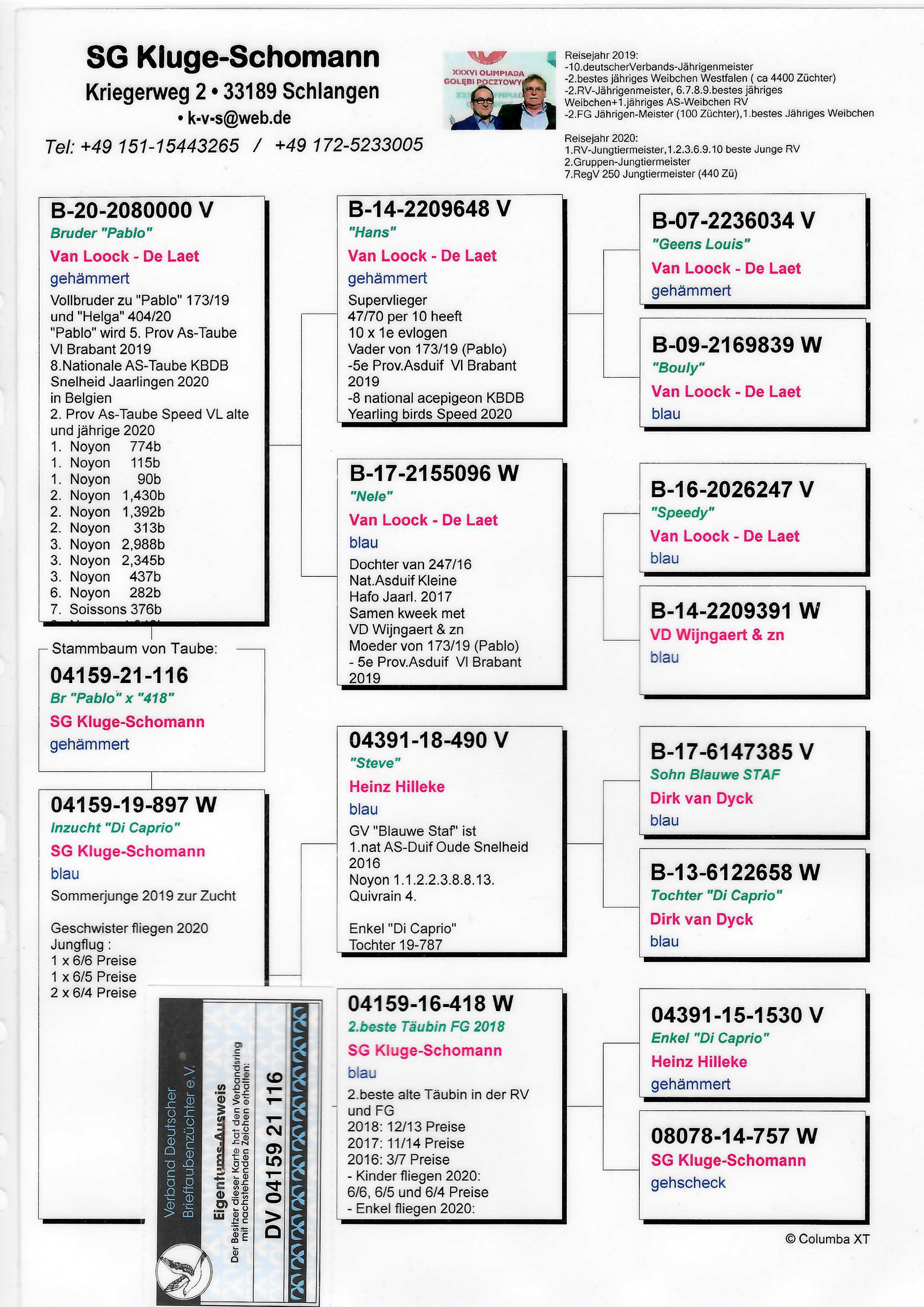 Pigeon pedigree image