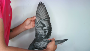 Pigeon image