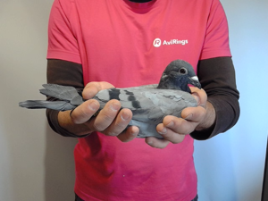 Pigeon image