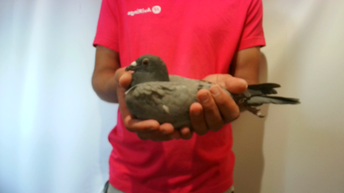 Pigeon image