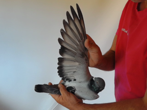 Pigeon image