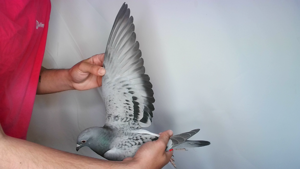 Pigeon image
