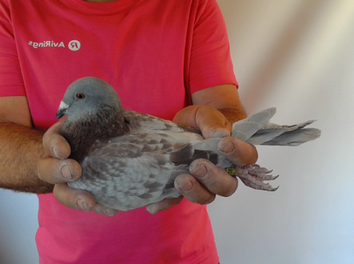 Pigeon image