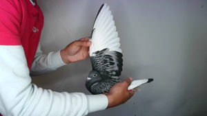Pigeon image