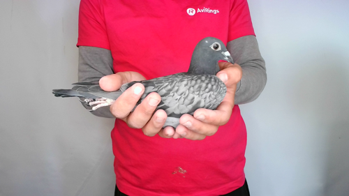 Pigeon image