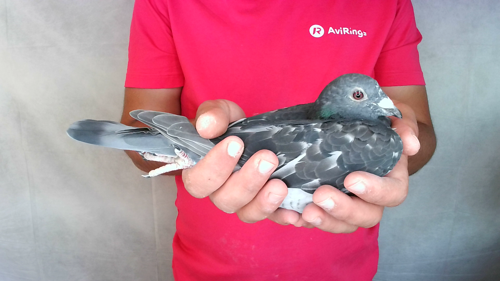 Pigeon image