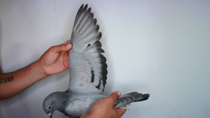 Pigeon image