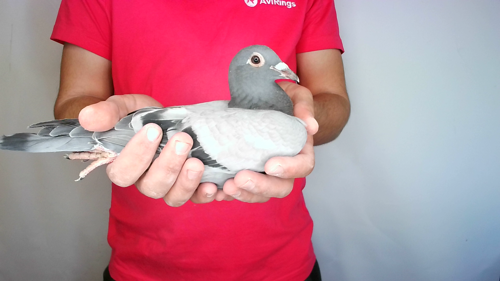 Pigeon image