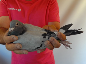 Pigeon image