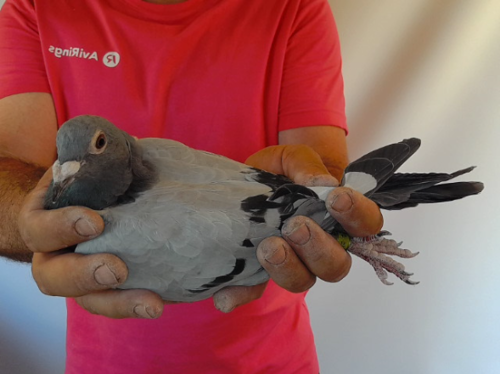 Pigeon image