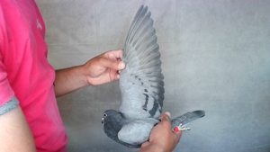 Pigeon image
