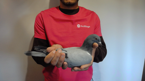 Pigeon image