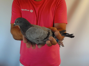 Pigeon image