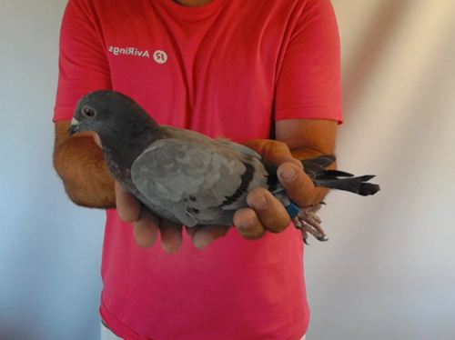 Pigeon image