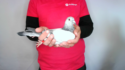 Pigeon image