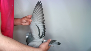 Pigeon image
