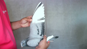 Pigeon image