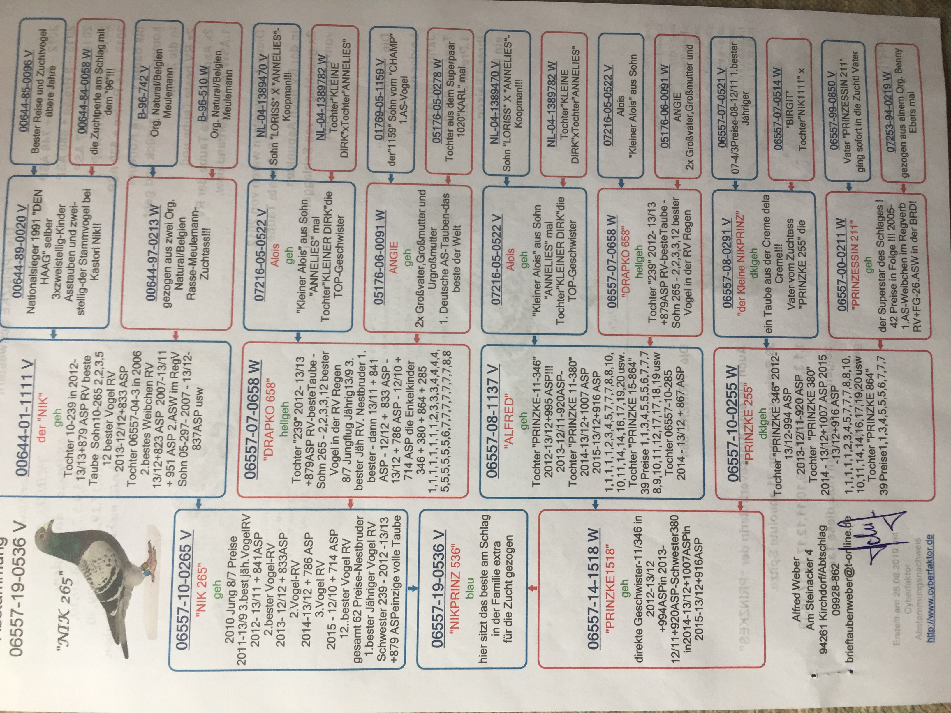 Pigeon pedigree image