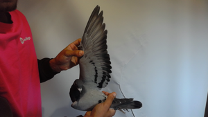 Pigeon image